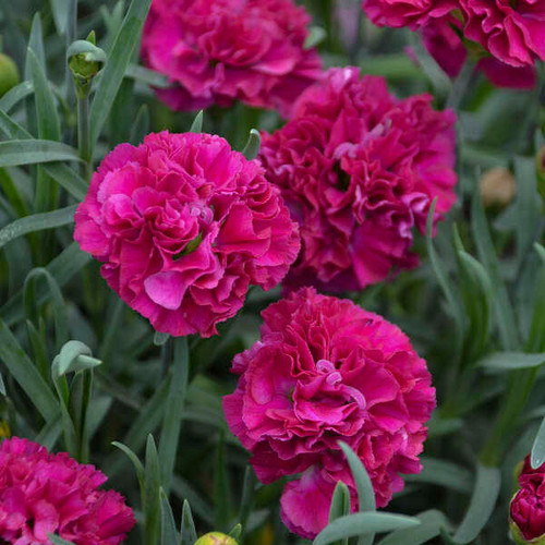 Dianthus Funky Fuchsia shipped from Grower to your door