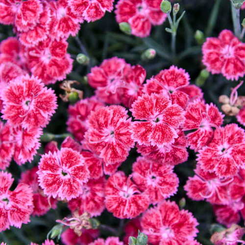 Dianthus Red Rouge PPAF 30ct Flat