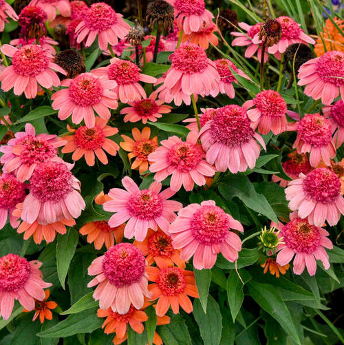 Echinacea 'Rainbow Sherbet' PPAF (30)ct Flat