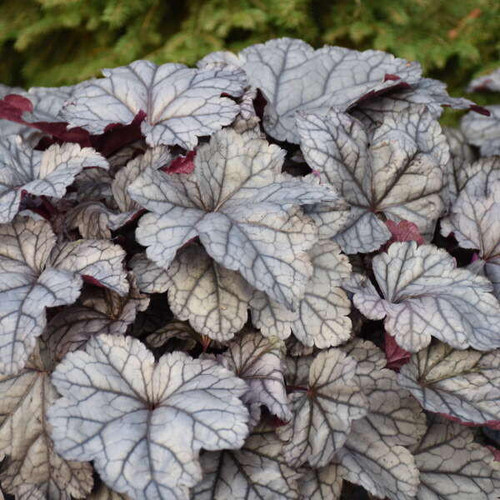 Heuchera Frosted Berry PPAF 20ct Flat