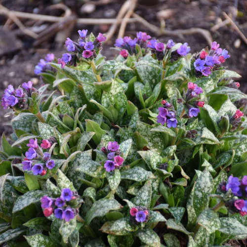 Pulmonaria 'Raspberry Splash' | Perennial Plant Sale | Bloomin Designs ...