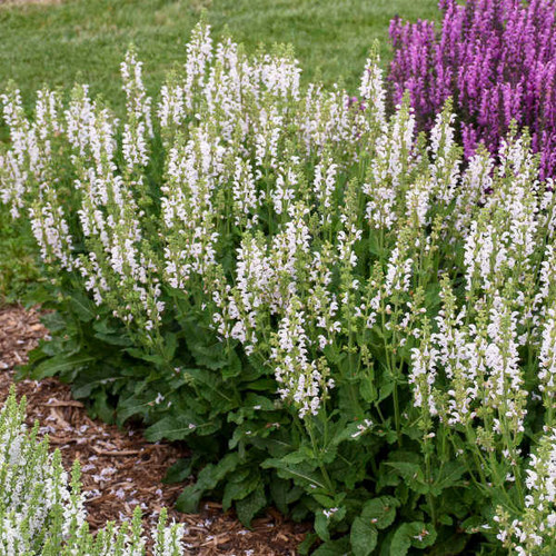 Salvia Snow Kiss PP32848 25 BR Plants