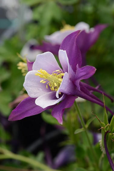 Aquilegia x'Earlybird Purple White' (10)ct Quarts