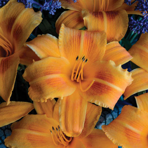 Hemerocallis ROCKET CITY 25 BR Plants
Photos courtesy of Walters Gardens, Inc