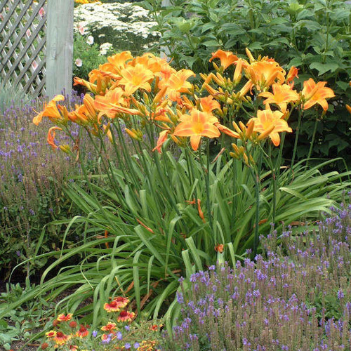 Hemerocallis ROCKET CITY 25 BR Plants
Photos courtesy of Walters Gardens, Inc