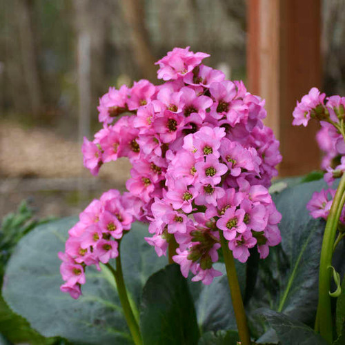 Bergenia 'Miss Piggy' PP32132 (20)ct Flat