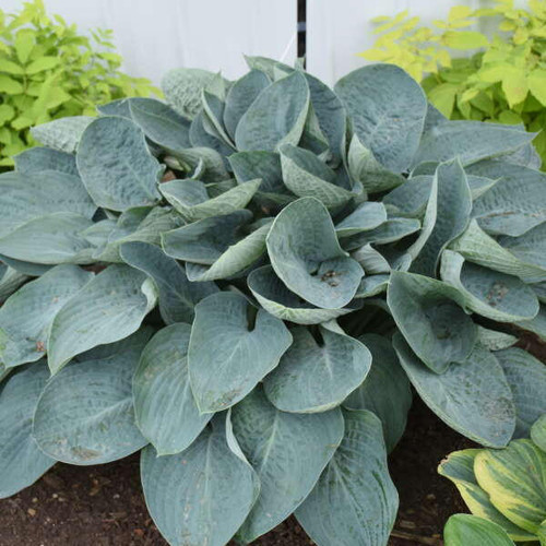 Hosta 'Above the Clouds' PP34341 (20)ct Flat