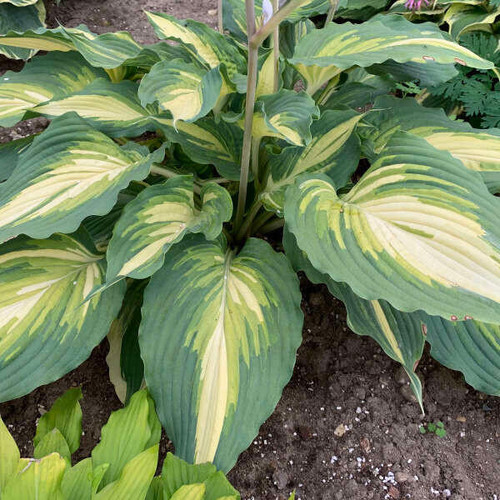 Hosta 'Love Story' PP34224 (20)ct Flat