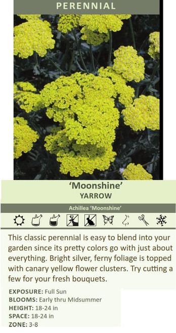 Achillea 'Moonshine' (4) 1-gallons