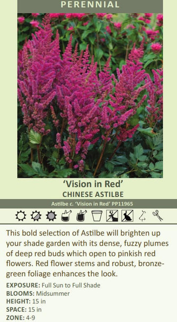 Astilbe chinensis 'Vision in Red' PP11965 (4) 1-gallons