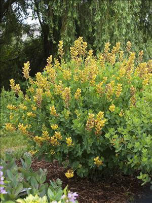 Baptisia DECADENCE 'Cherries Jubilee' PP23907 (4) 1-gallons