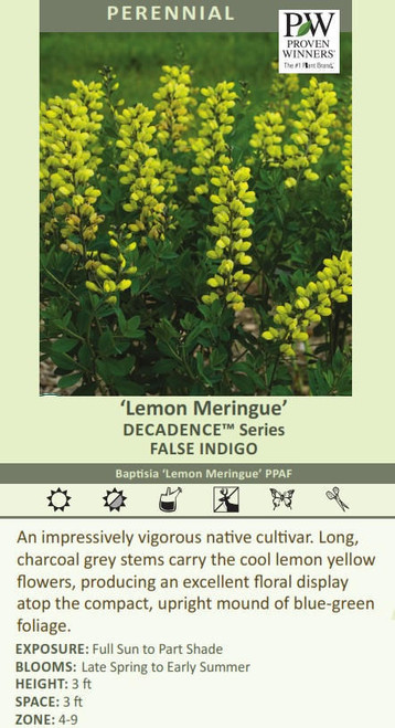 Baptisia DECADENCE 'Lemon Meringue' PP24280 (4) 1-gallons