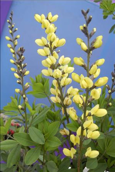 Baptisia DECADENCE 'Lemon Meringue' PP24280 (4) 1-gallons