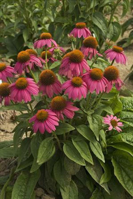 Echinacea p. 'Pow Wow Wild Berry' (4) 1-gallons