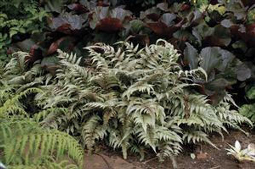 Athyrium Nipponicum 'Pictum' (4) 1-gallons