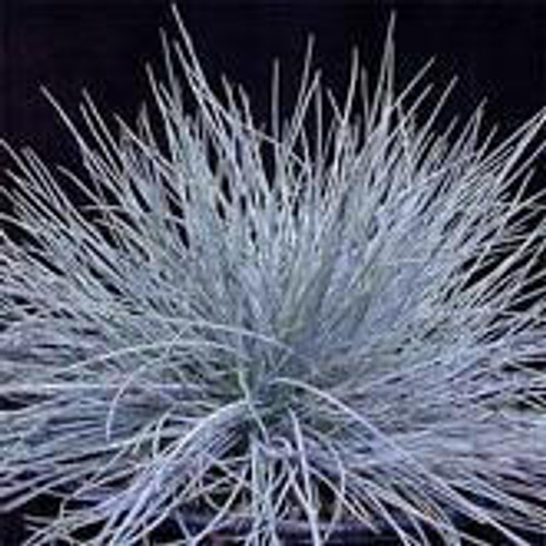 Festuca glauca 'Blue Fescue' (4) 1-gallons