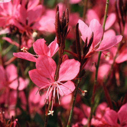 Gaura Belleza 'Dark Pink' PPAF (4) 1-gallons