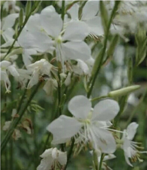 Gaura Belleza 'White' PP23440 (4) 1-gallons