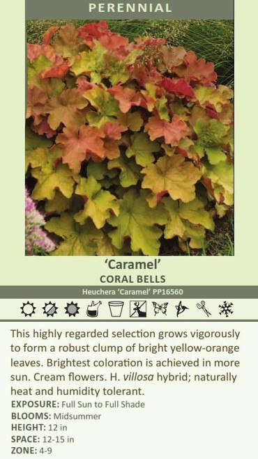 Heuchera 'Caramel' PP16562 (4) 1-gallons