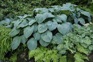Hosta 'Blue Angel' (4) 1-gallons