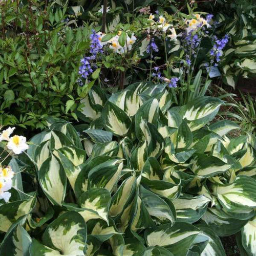 Hosta 'Fire and Ice' (4) 1-gallons