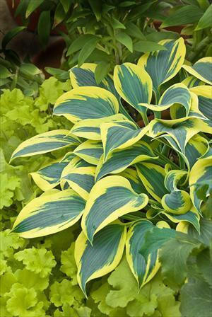 Hosta 'Autumn Frost' PP23224 (4) 1-gallons
