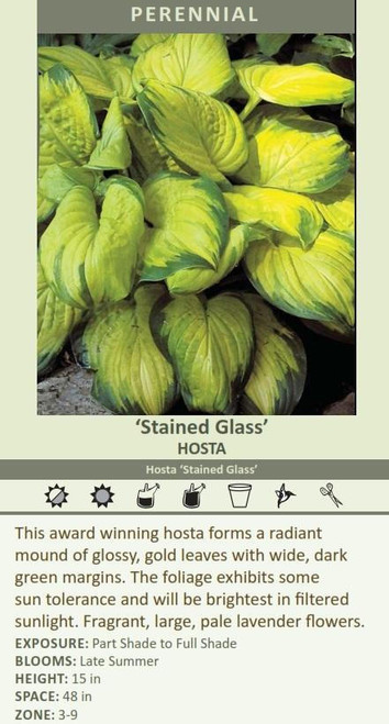 Hosta Copy of 'Stained Glass' (4) 1-gallons