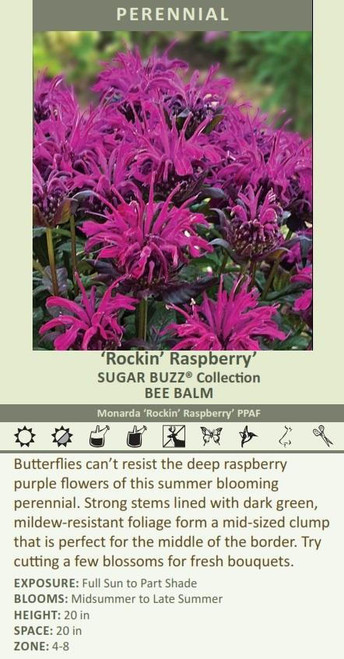 Monarda 'Rockin' Raspberry' PP28752 (4) 1-gallons