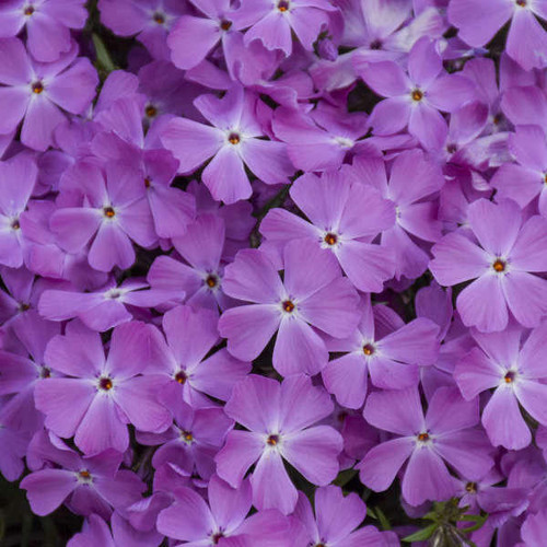 Phlox s. 'Rose Quartz' PP33315 (4) 1-gallons