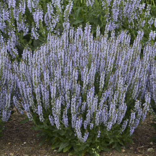 Salvia n. 'Perfect Profusion' PP31434 (4) 1-gallons