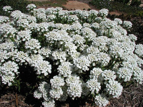 Iberis sempervirens 'Purity' (3.5 inch pot)