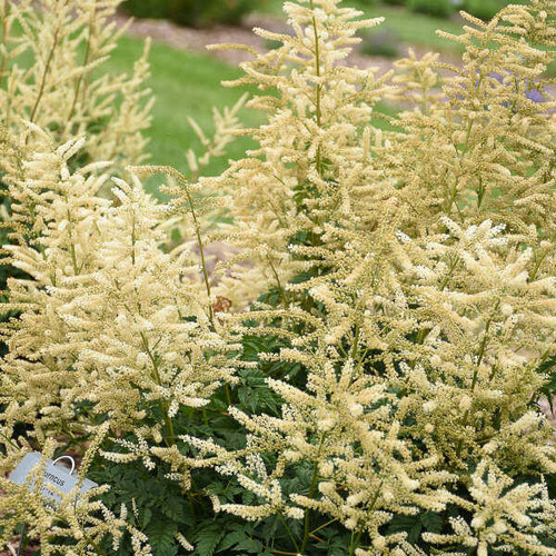 Aruncus 'Chantilly Lace' PP30740 CPBR6259