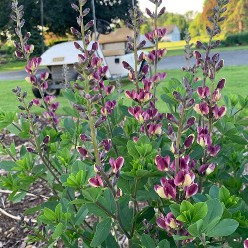 Baptisia 'Grape Escape' PPAF (25) BR Plants