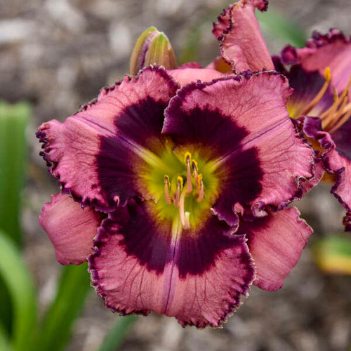 Hemerocallis 'Be Fruitful and Multiply' (25) BR Plants