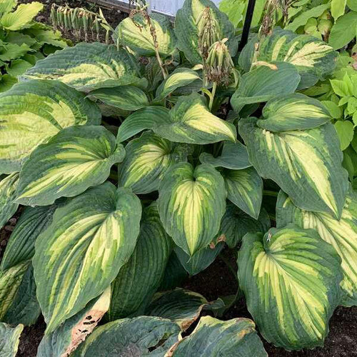 Hosta 'When I Dream' PP34285 (20)ct Flat