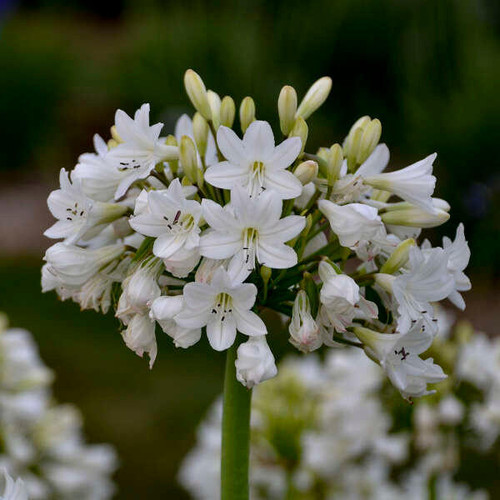 Agapanthus 'Galaxy White' PP31431 (25) BR Plants