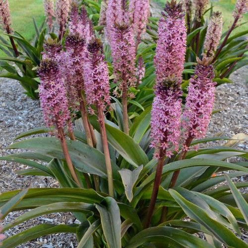 Eucomis  Eucomis 'African Night' PP31155 (25) BR Plants