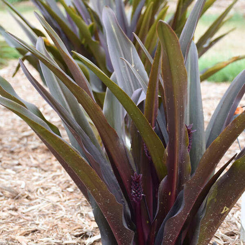 Eucomis  Eucomis 'Purple Reign' PP35161 (25) BR