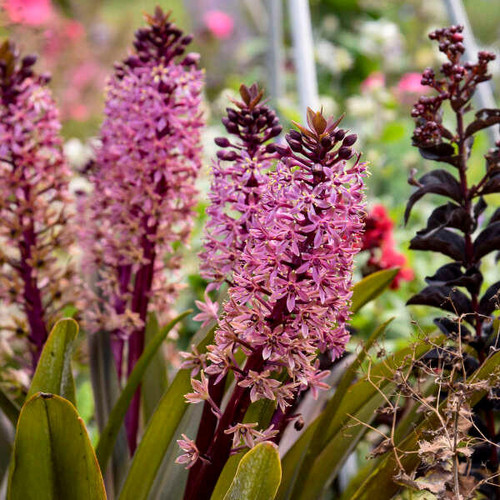 Eucomis??Â¨ Eucomis 'Purple Reign' PP35161 (25) BR