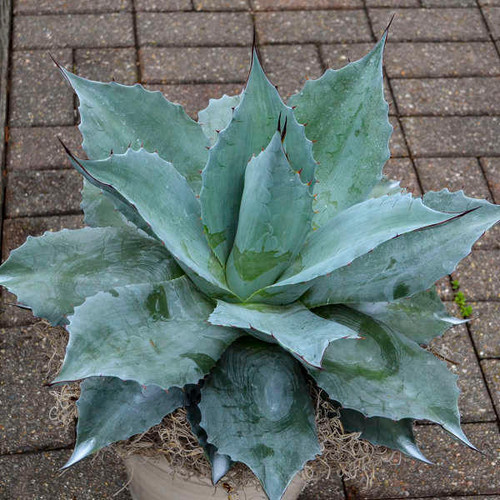 Agave o. 'Frosty Blue' (72)ct Flat