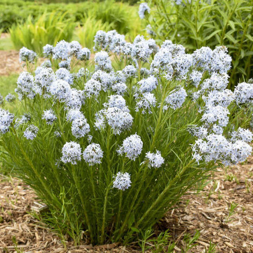 Amsonia 'String Theory' PP34419  (4) 1-gallons