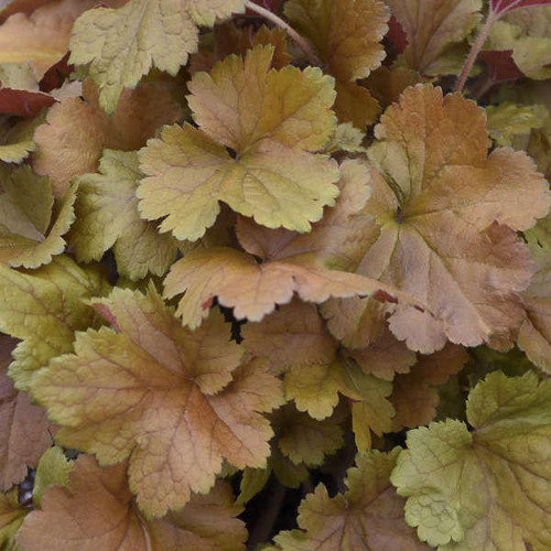 Heuchera 'Toffee Tart' PP33694 (4) 1-gallons