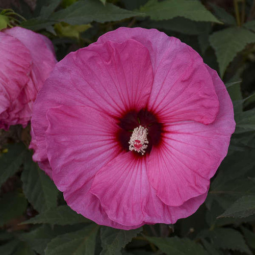 Hibiscus 'Candy Crush' PP32587  (4) 1-gallons