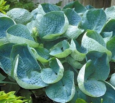 Hosta 'Abiqua Drinking Gourd' (4) 1-gallons