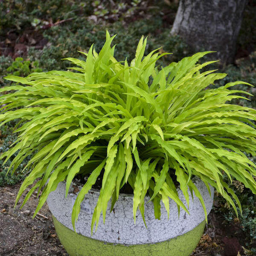 Hosta 'Party Streamers' PP33277 (4) 1-gallons