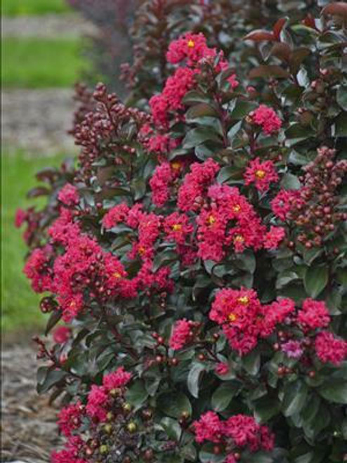 LAGERSTROEMIA Lagerstroemia 'Cherry Mocha' PP28281 (4) 1-gallons