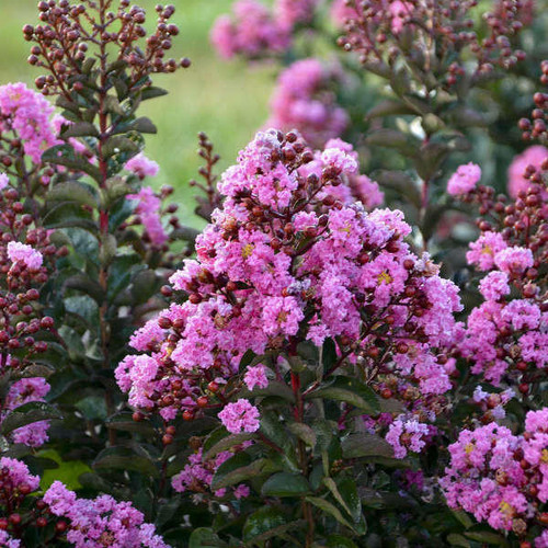 LAGERSTROEMIA Lagerstroemia 'Dark Roast' PP32954 (4) 1-gallons