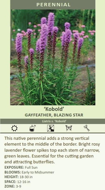 Liatris spicata 'Kobold' (4) 1-gallons