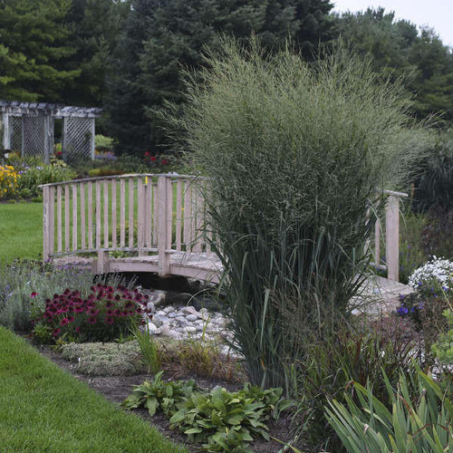 Panicum v. 'Totem Pole' PP29951 (4) 1-gallons