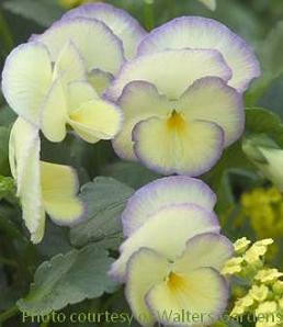 Viola 'Etain' (10)ct Quarts